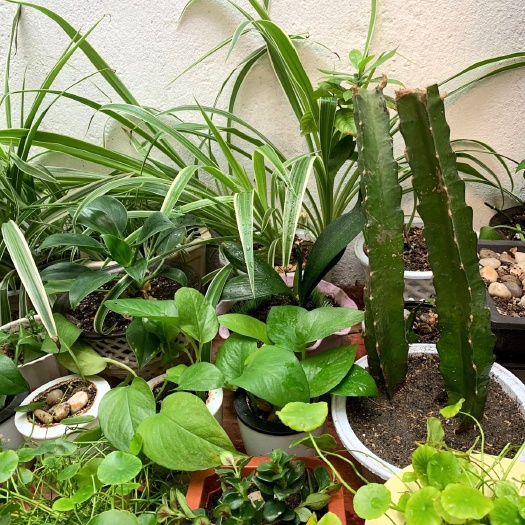 枣庄火龙果苗包邮一颗6年苗