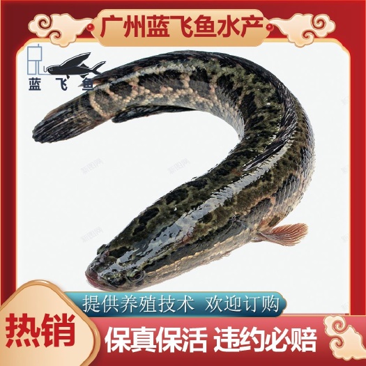 广州【优质精选】黑鱼苗 生鱼苗 乌鱼苗 杂交黑鱼苗 柴鱼苗