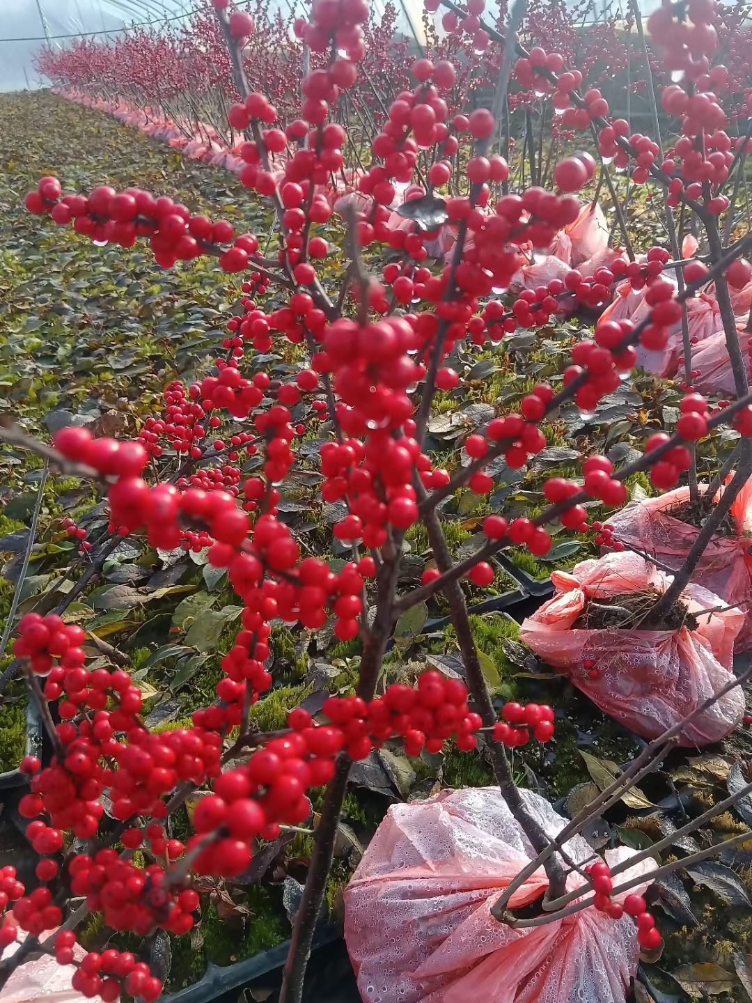 地栽北美冬青，2年生3年生北美冬青
