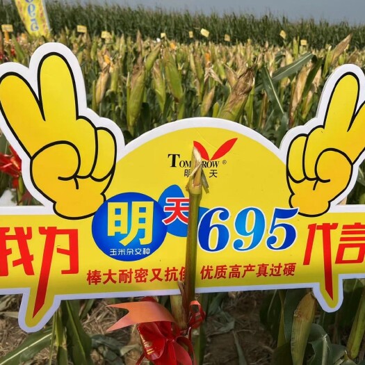 封丘县明天695抗倒伏耐高温阴雨高抗锈病 包邮