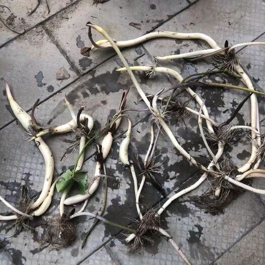 安新县观赏荷花苗，睡莲，水葱，芦苇苗等