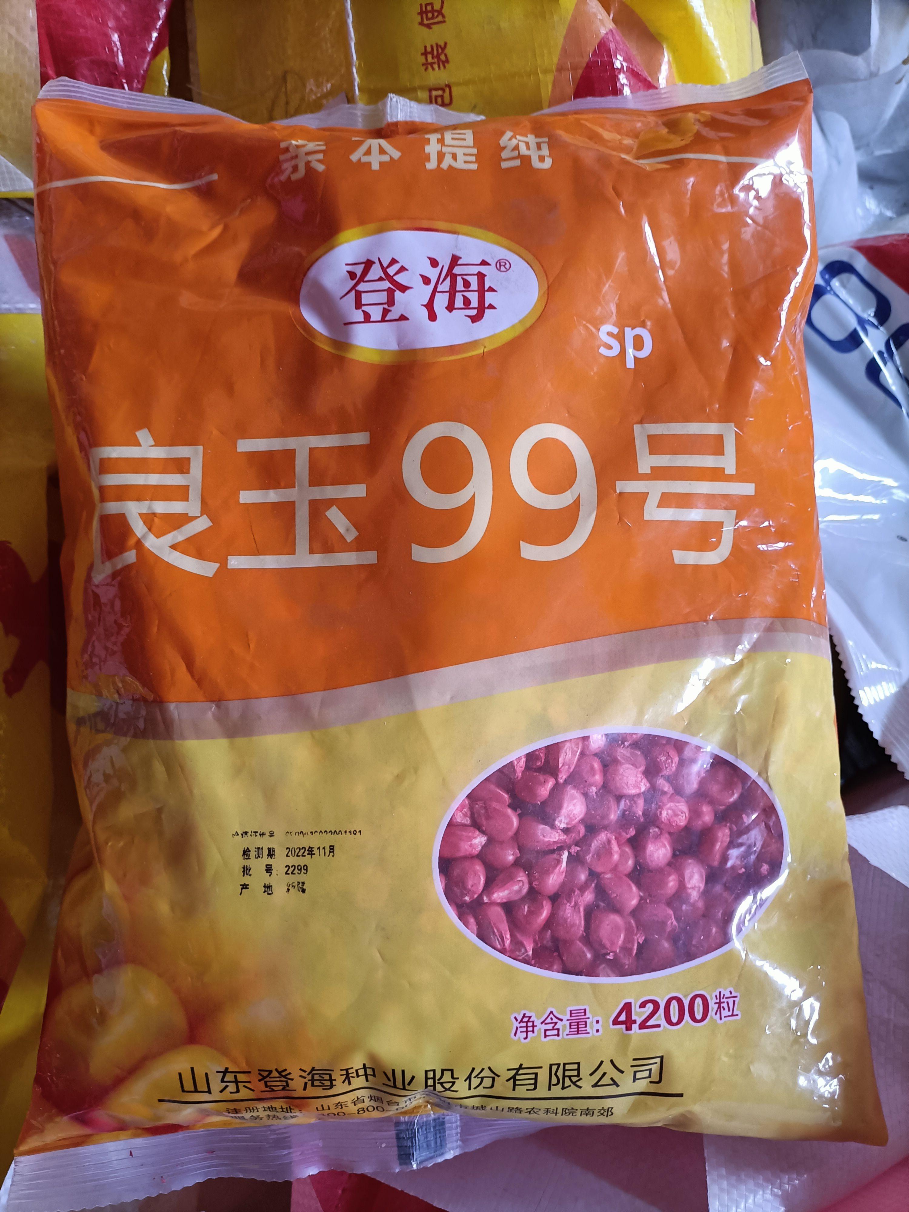 邹城市SP型良玉99，棒大，稳产。