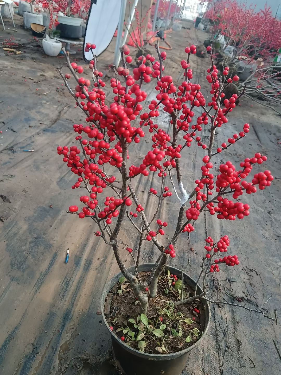 地栽北美冬青，2年生3年生北美冬青