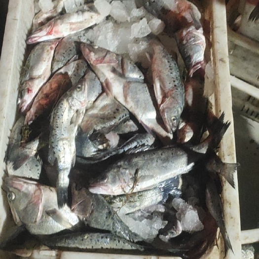 荣成市海鲈鱼
