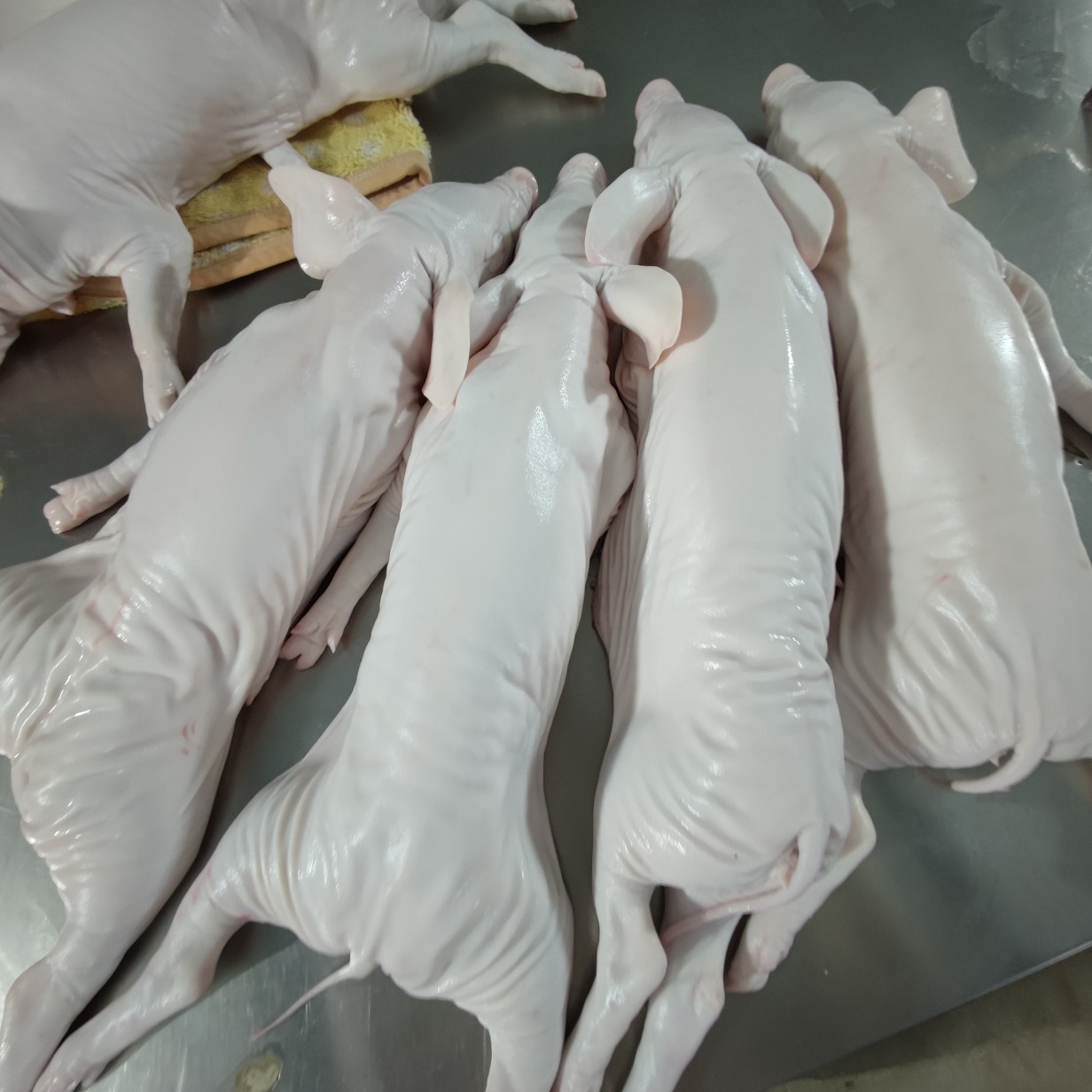 乳豬冷凍食品批發(fā)部