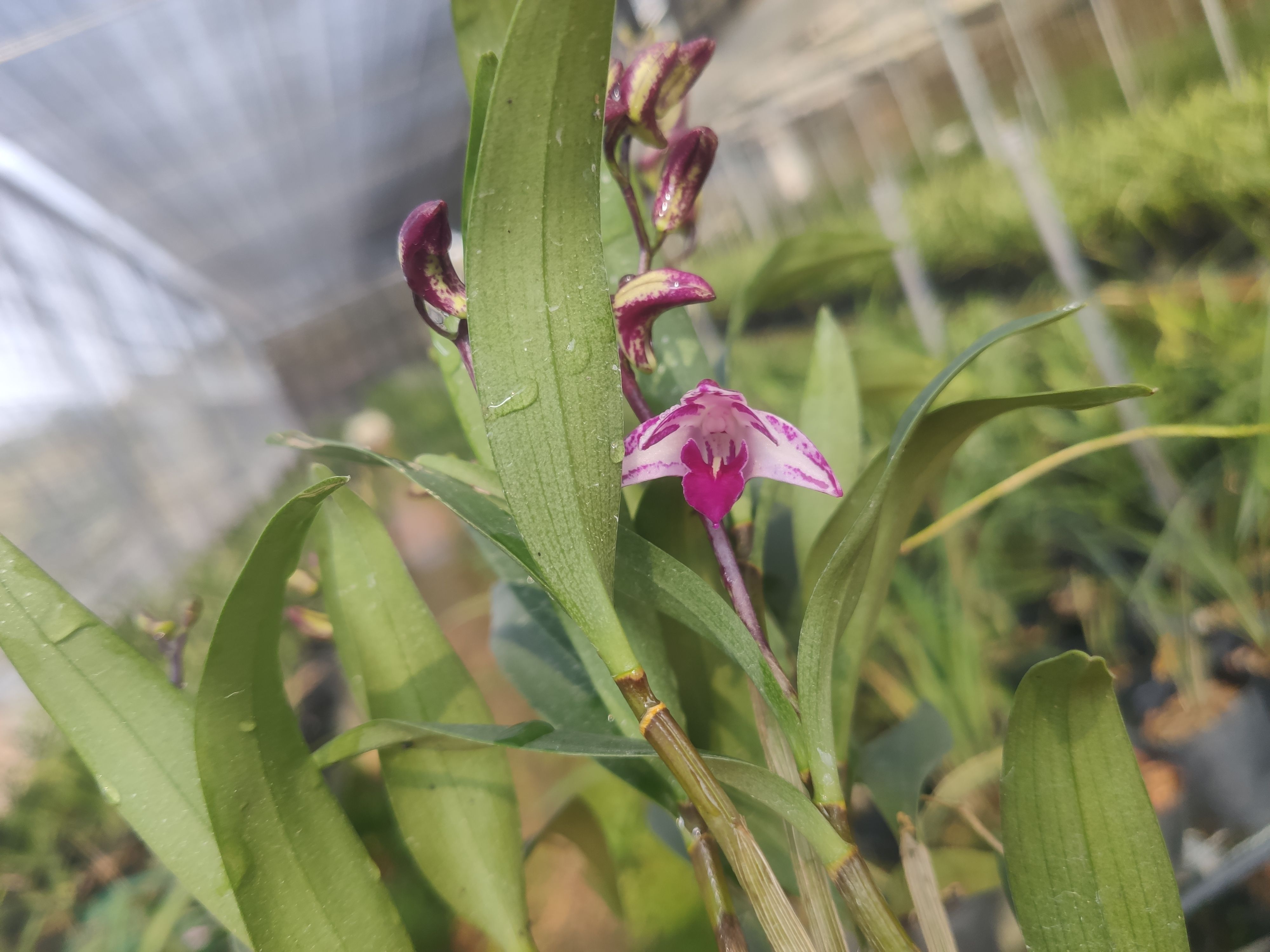 石斛 帶花苞