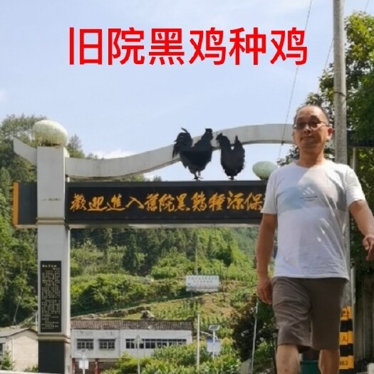 万源市【称毛重可冰鲜可活体电联沟通】产地直发旧院黑鸡乌鸡可联系货运