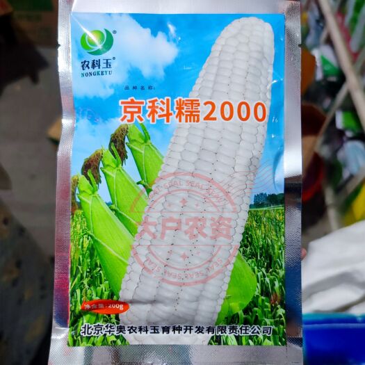 农科玉 京科糯2000玉米种子 国审大棒糯玉米种子 白糯玉米