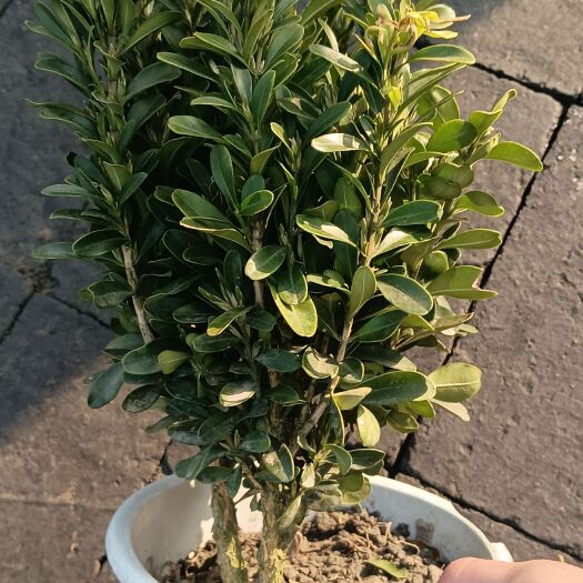 成都瓜子黄杨