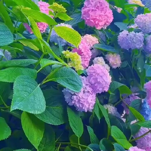 昆明无尽夏绣球  绣球苗 八仙花苗 康乃馨苗月季苗常年供应