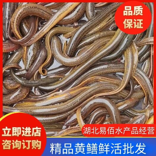潜江市常年供应黄鳝，自然生长，货源充足，全国发货