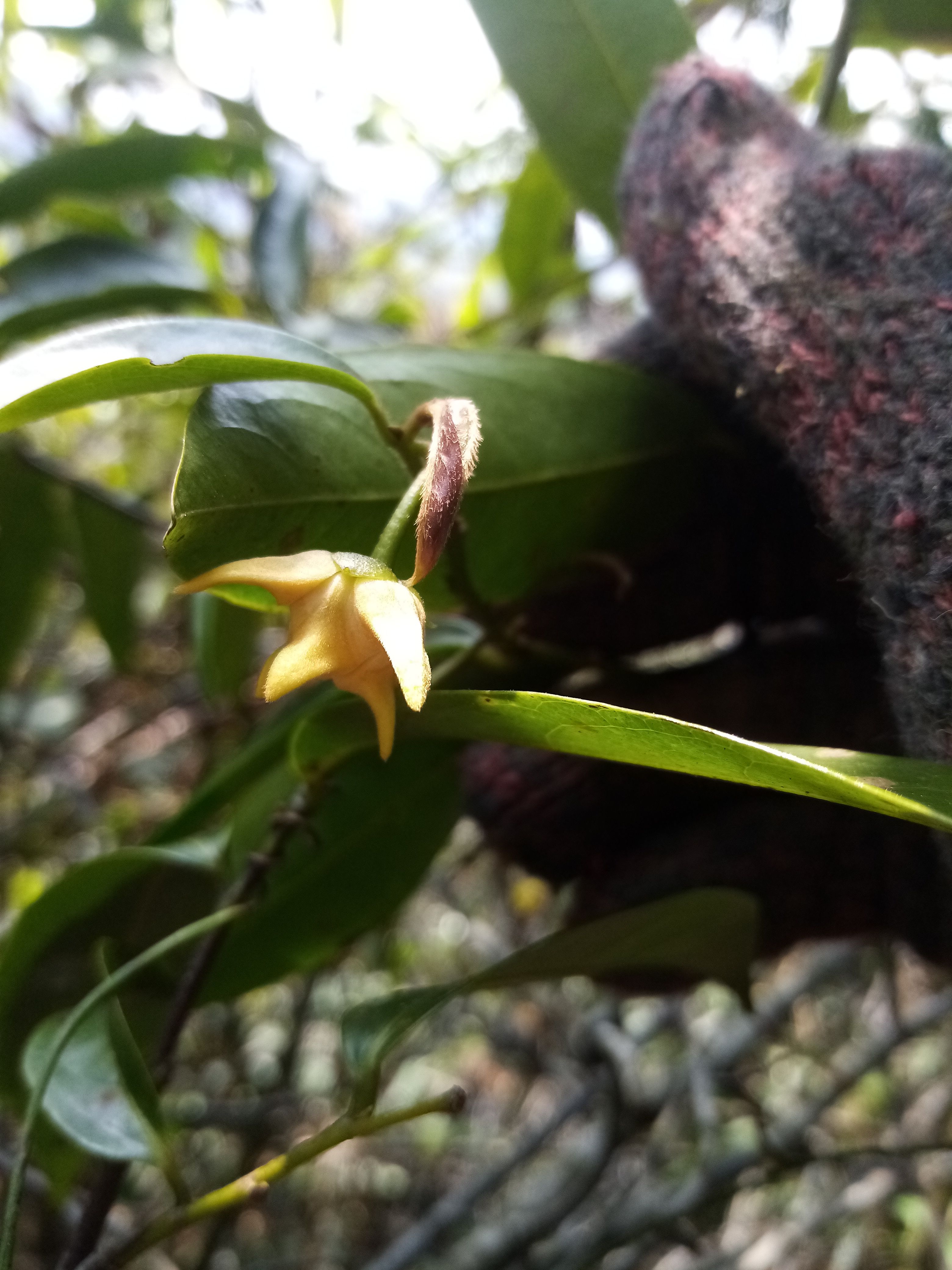 鹰爪花 香港鹰爪花  很好闻的香水味花香 高压苗