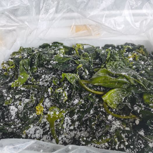 东山县海带苗新鲜海鲜海带芽海带苗盐制凉拌火锅食材餐饮酒店供应批发