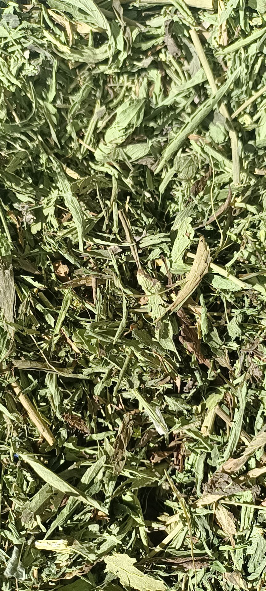 甘肃酒泉，甜叶菊生产基地，产品颜色绿，水份干，含量高，农残低