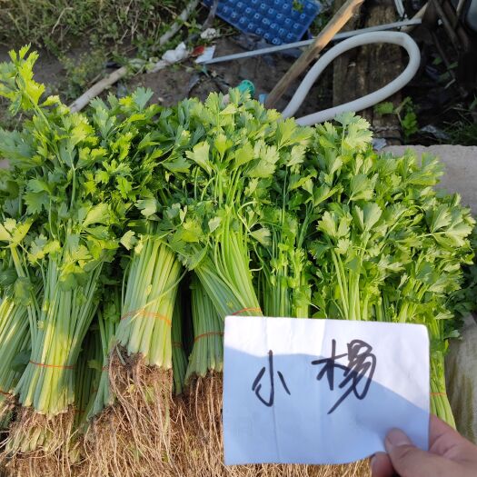 上海小香芹