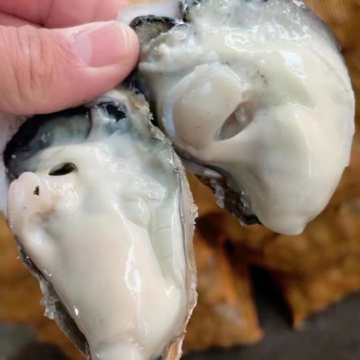 连云港满肉，净化蚝，三倍体，
