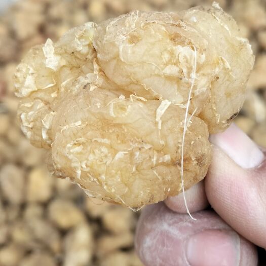 亳州菊芋纯干品