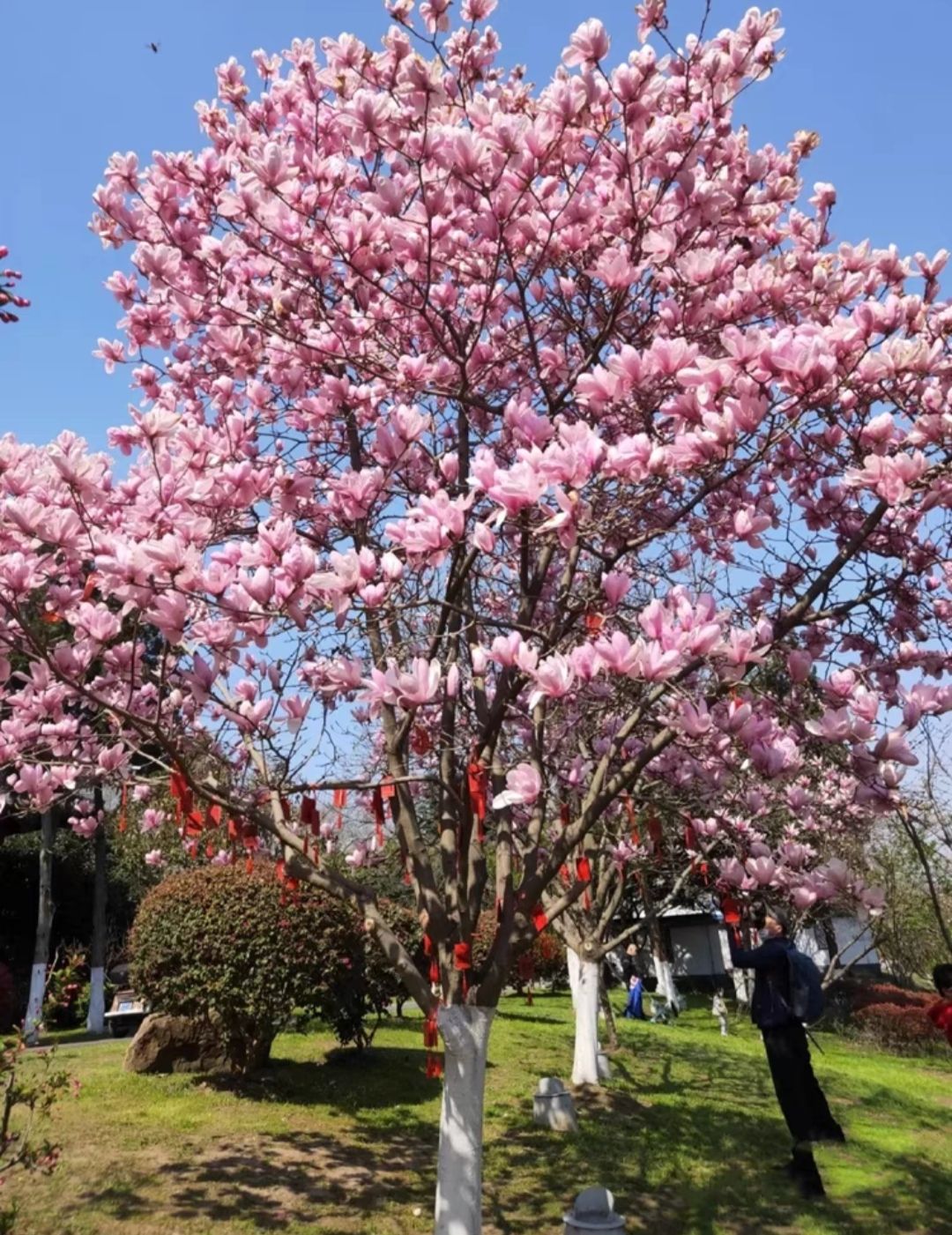 玉蘭花樹苗盆栽地栽帶花苞黃白紫玉蘭庭院別墅園林綠化春季開花