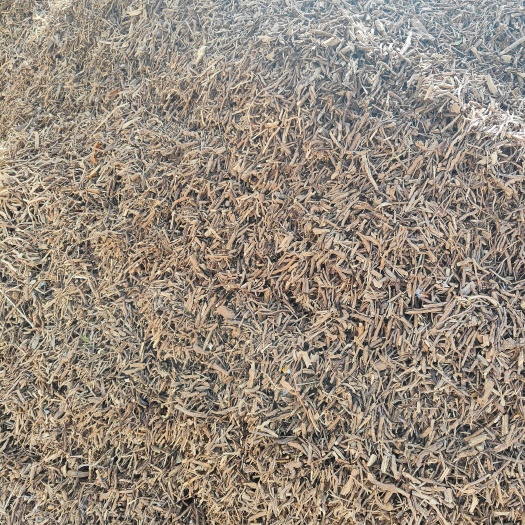中宁县水洗枸杞根，高质量饲料