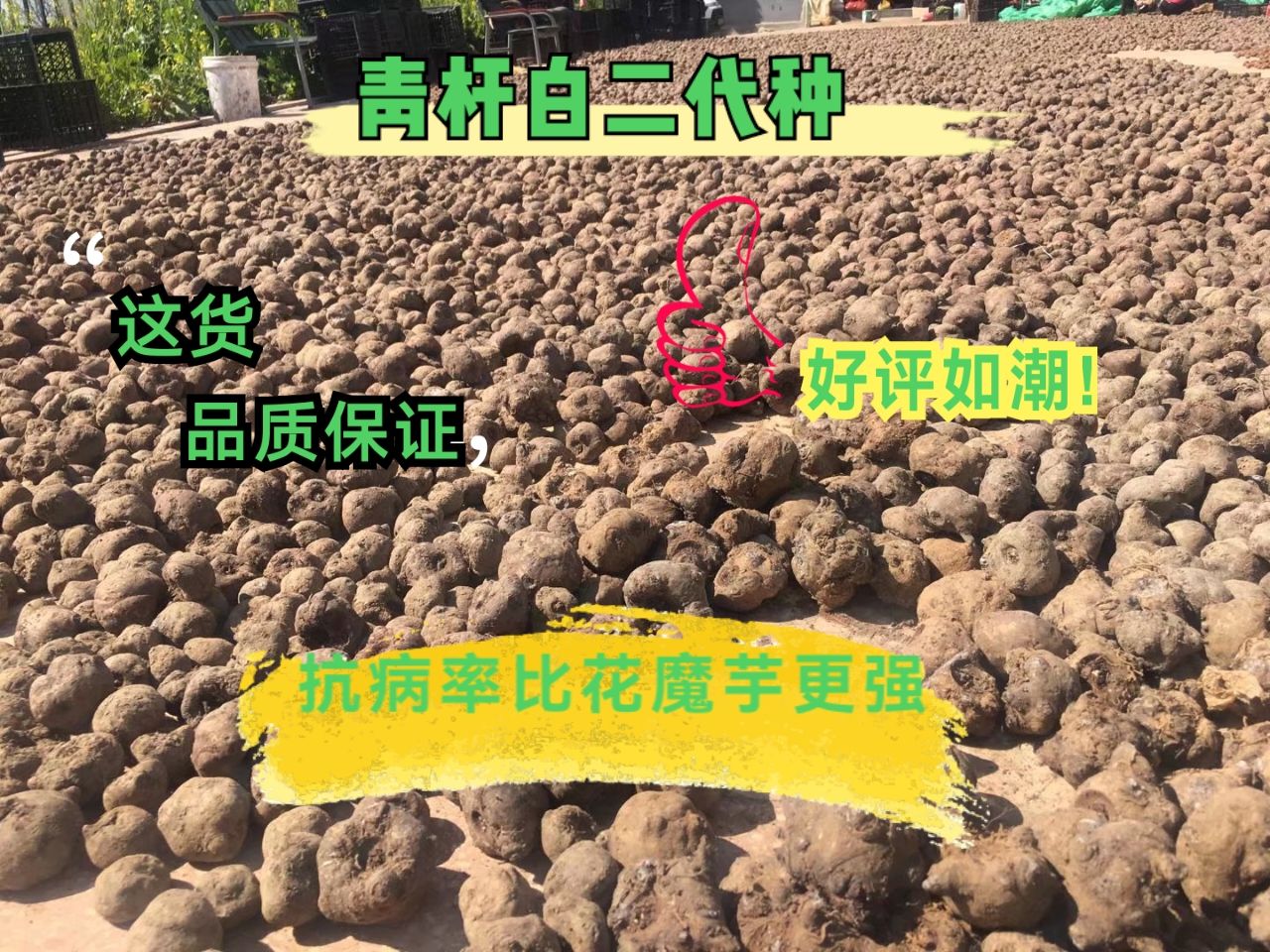 青杆一代二代白魔芋种子，抗病率强，易种植，基地直供