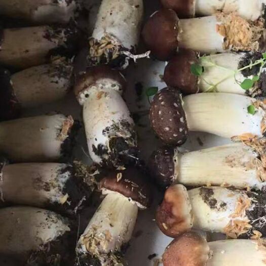 哈尔滨赤松茸 大球盖菇鲜品 5斤装 机场空运发货