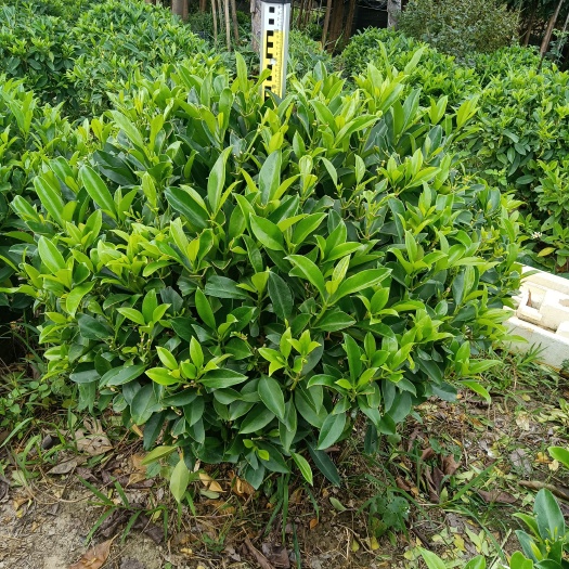 红花继木非洲茉莉