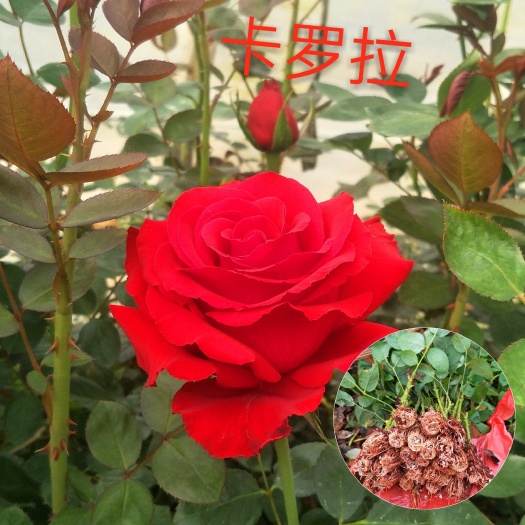 玫瑰苗 穴盘苗 杯苗四季玫瑰苗绣球苗康乃馨苗