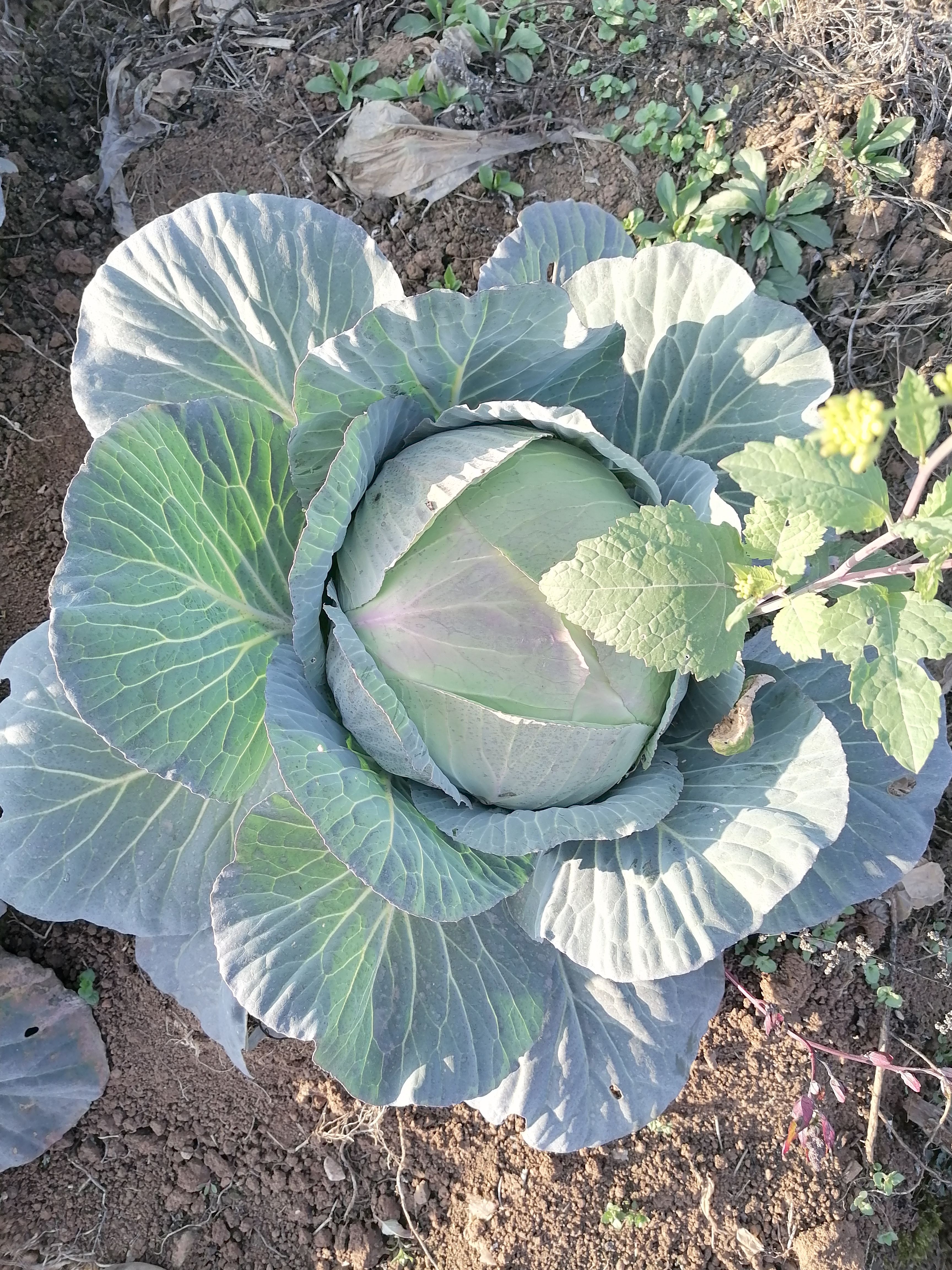 自己种的丶口敢香甜现货丶通货