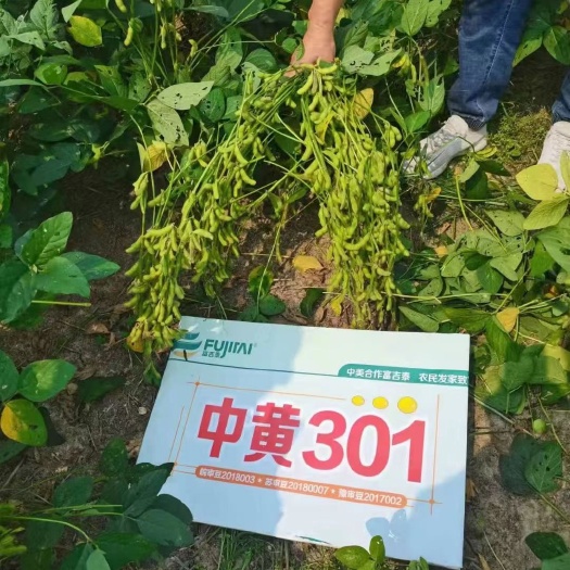 民权县中黄301  原种供应 常规熟期
东北基地选种优良