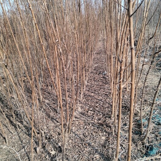新郑市空龙蛋味帝李子苗，猞猁王李子苗，现挖现发货
