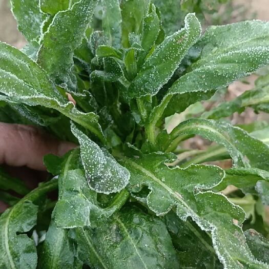 商丘荠菜