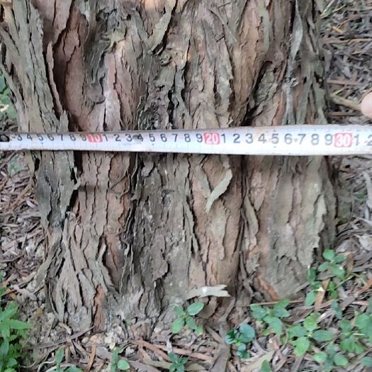 灵山县罗汉松