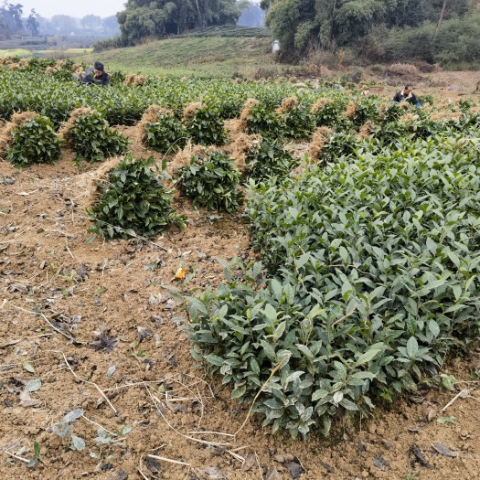 雅安茶苗批发，福鼎大白茶苗，福鼎大毫茶苗，