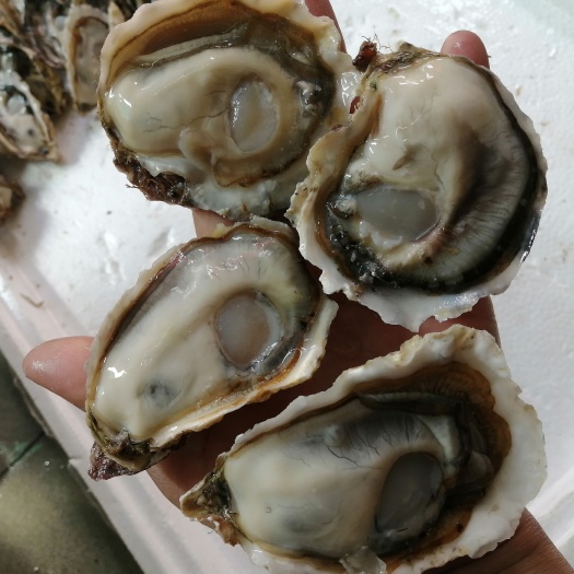 佛山今天的乳山蚝非常漂亮 又肥 全国各地都可以发货