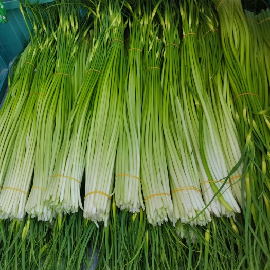 亳州安徽谯城新货新鲜蔬菜蒜苔白帽蒜苔一首货源产地直发无泡水