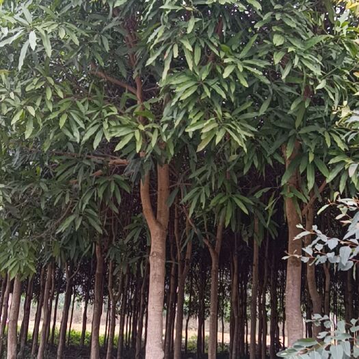南宁扁桃树  扁桃地苗和扁桃假植苗4-12分价格实惠