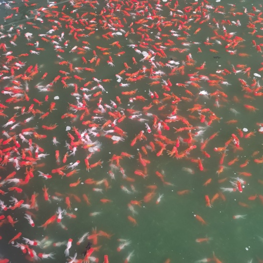 大量供应泥鳅水花，对虾淡化苗，红草水花