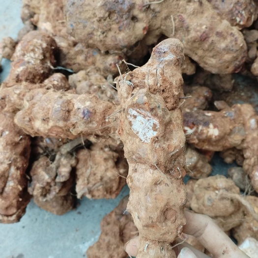贵阳高品质黄皮土茯苓白肉粉质 薄皮黄土茯一手货源