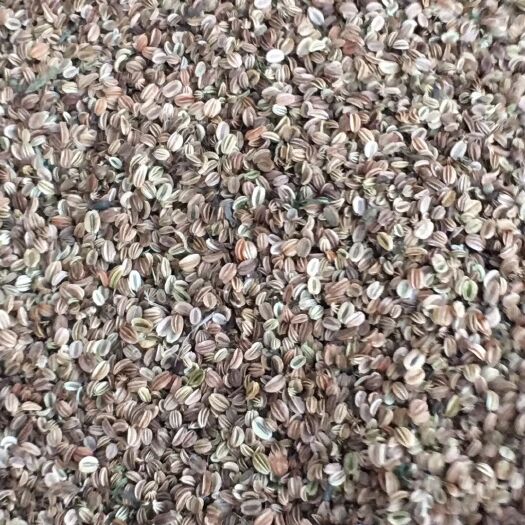 蛇床子优质蛇床子高含量蛇床子