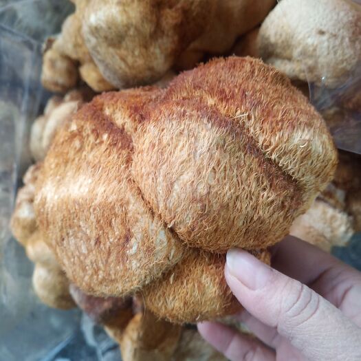 安国市批发 猴头菇东北猴头菇煮汤菇类菌类干猴头菇个子