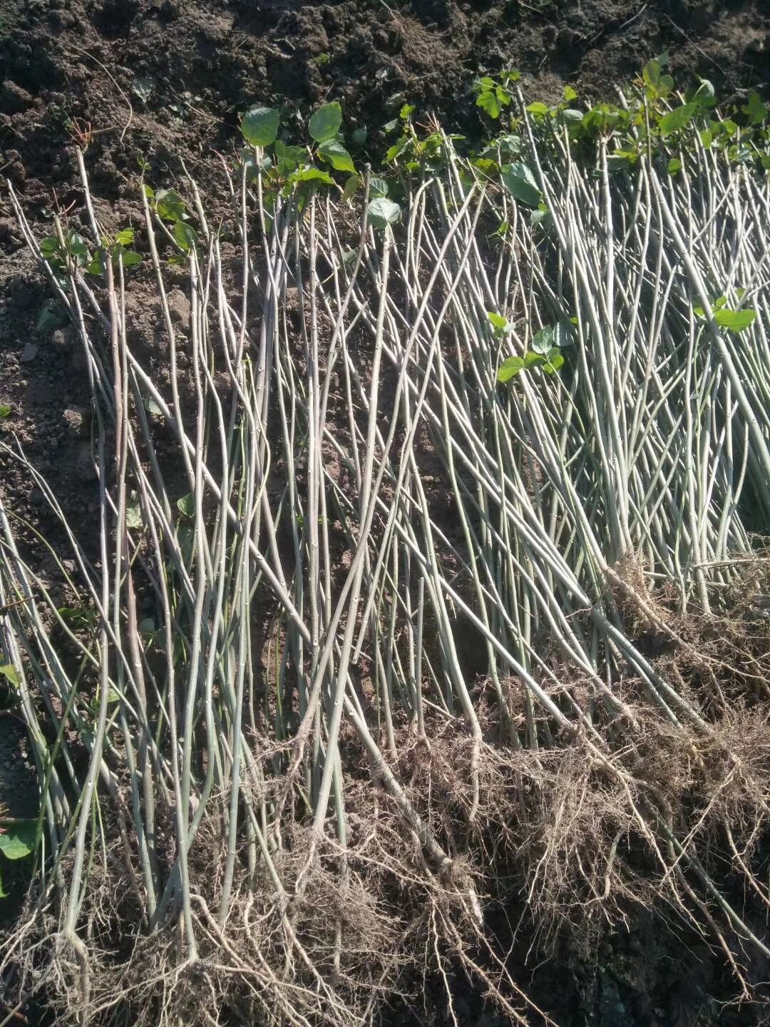 山桐子苗  毛叶山桐子苗 基地直销