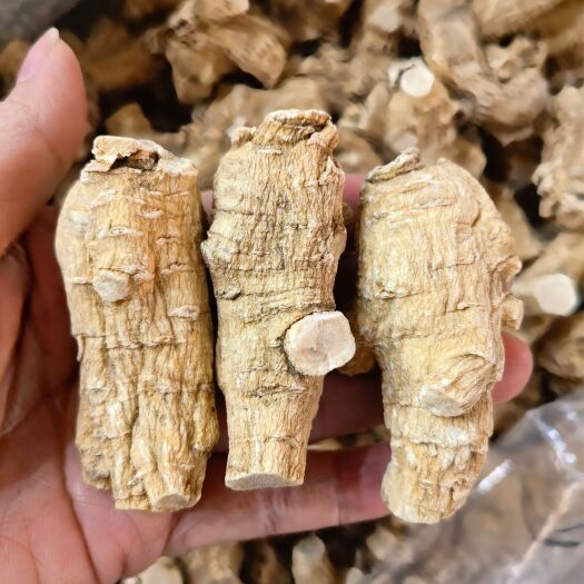 玉林花旗参20克粒头