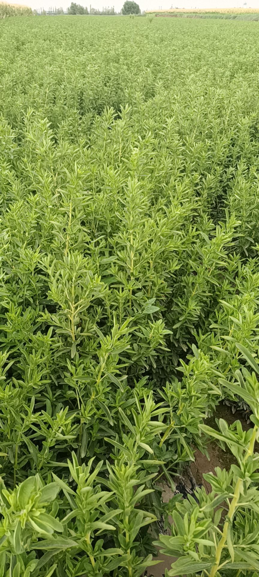 甘肃酒泉，甜叶菊生产基地，产品颜色绿，水份干，含量高，农残低