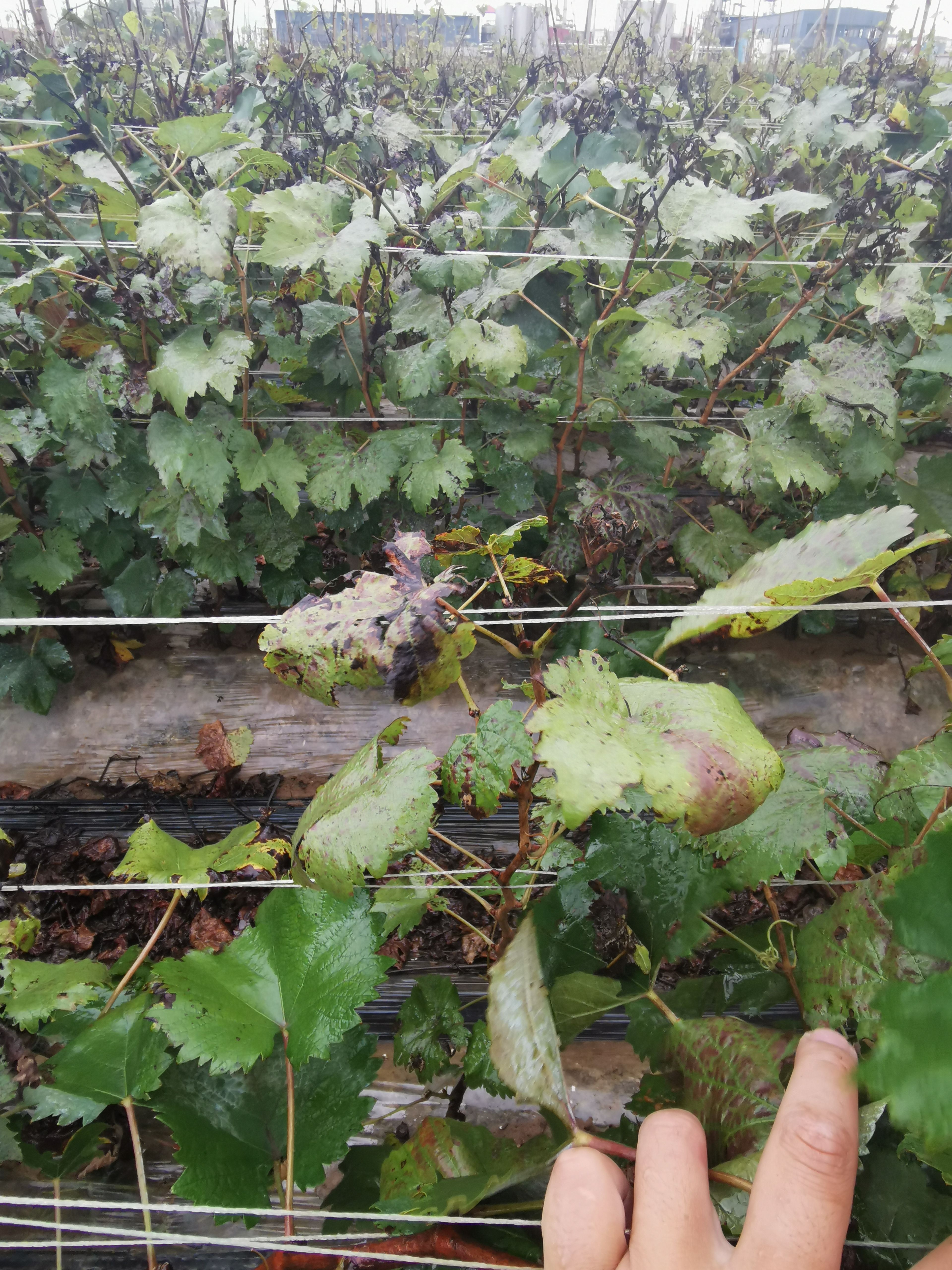 新品种妮娜皇后葡萄苗  天然无核  省工高产