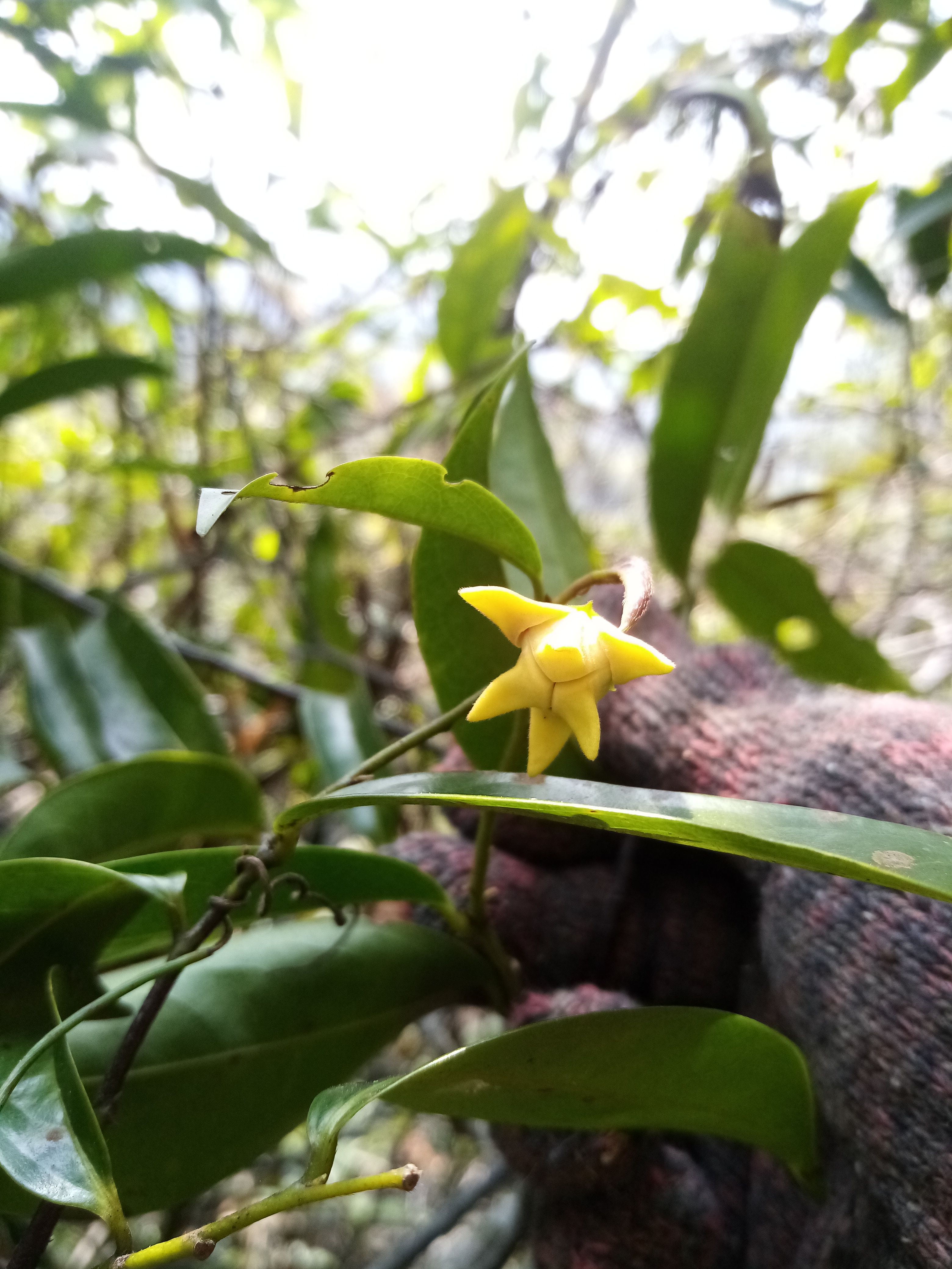 鹰爪花 香港鹰爪花  很好闻的香水味花香 高压苗