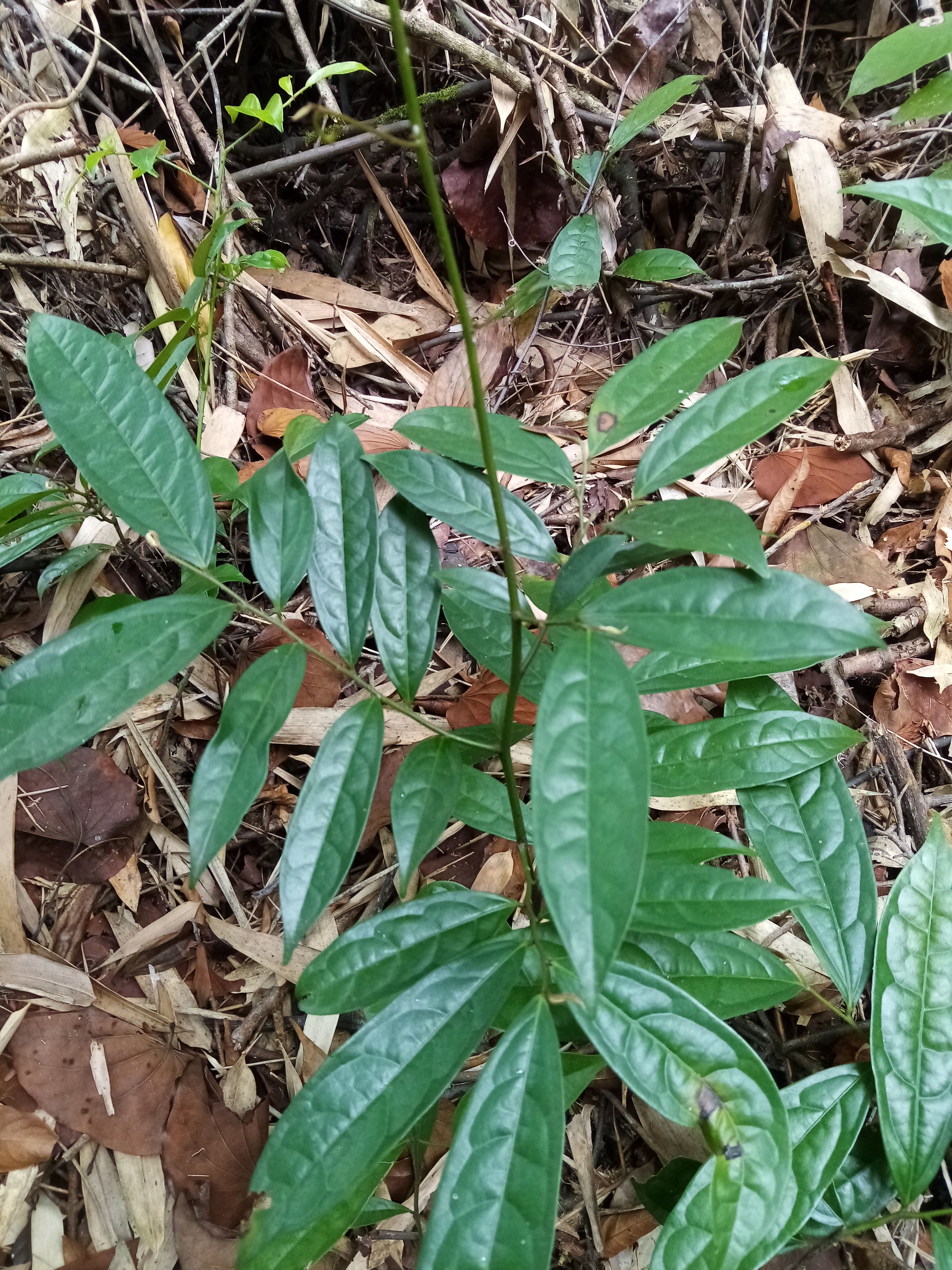 鹰爪花 香港鹰爪花  很好闻的香水味花香 高压苗