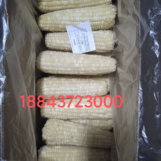 辽源吉林省东辽县甜糯玉米