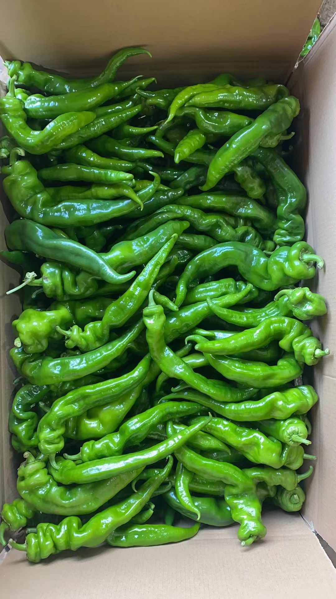 广西螺丝椒有货，有需要的老总联系我