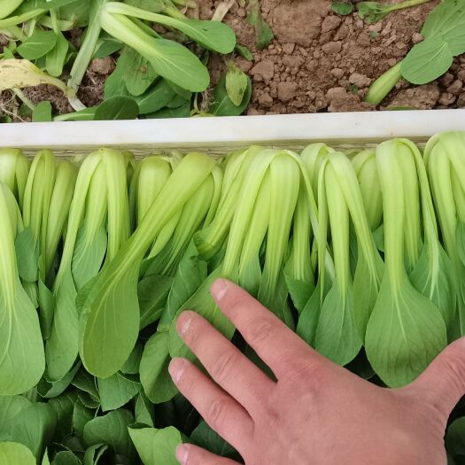 曹县上海青