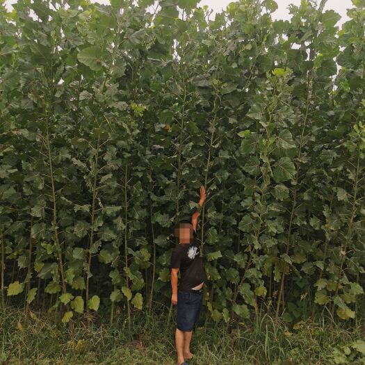 渭南无絮杨树苗